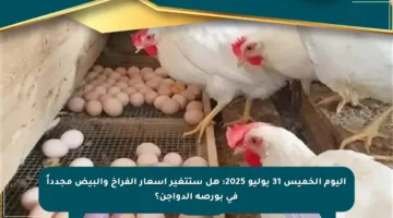 اليوم الخميس 31 يوليو 2025: هل ستتغير أسعار الفراخ والبيض مجدداً في بورصة الدواجن؟